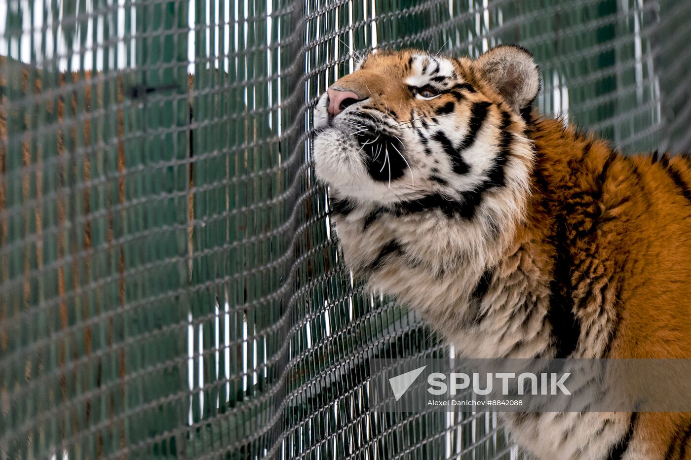 Russia Wild Animal Shelter