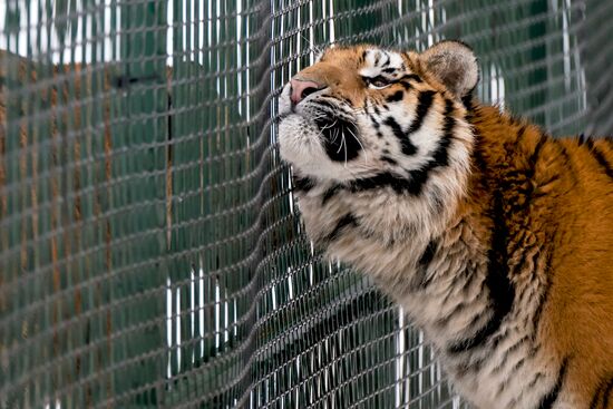 Russia Wild Animal Shelter