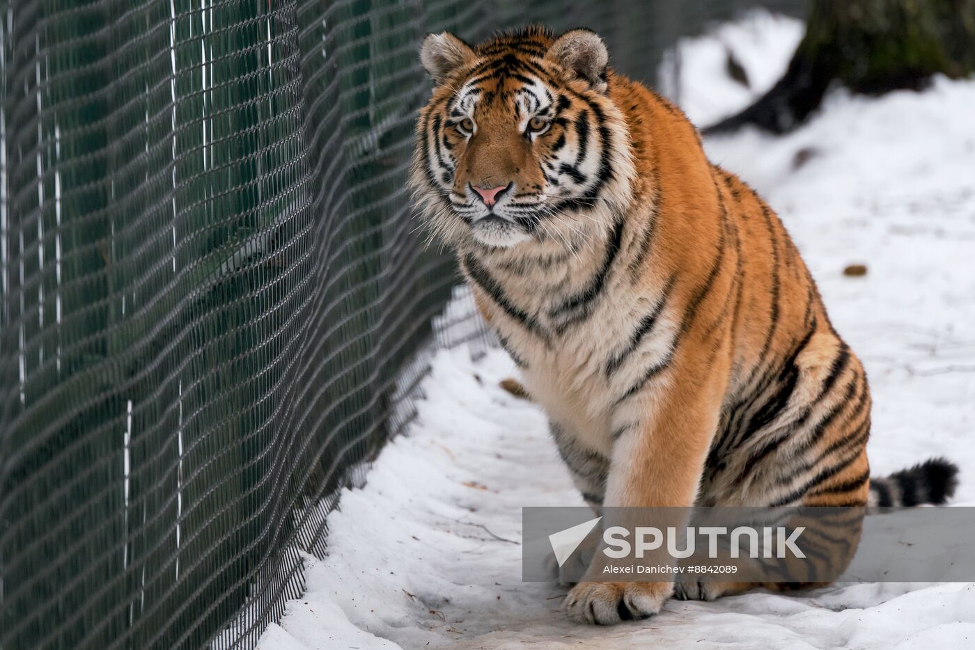 Russia Wild Animal Shelter