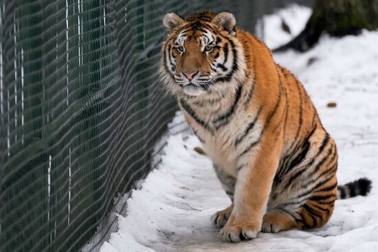 Russia Wild Animal Shelter