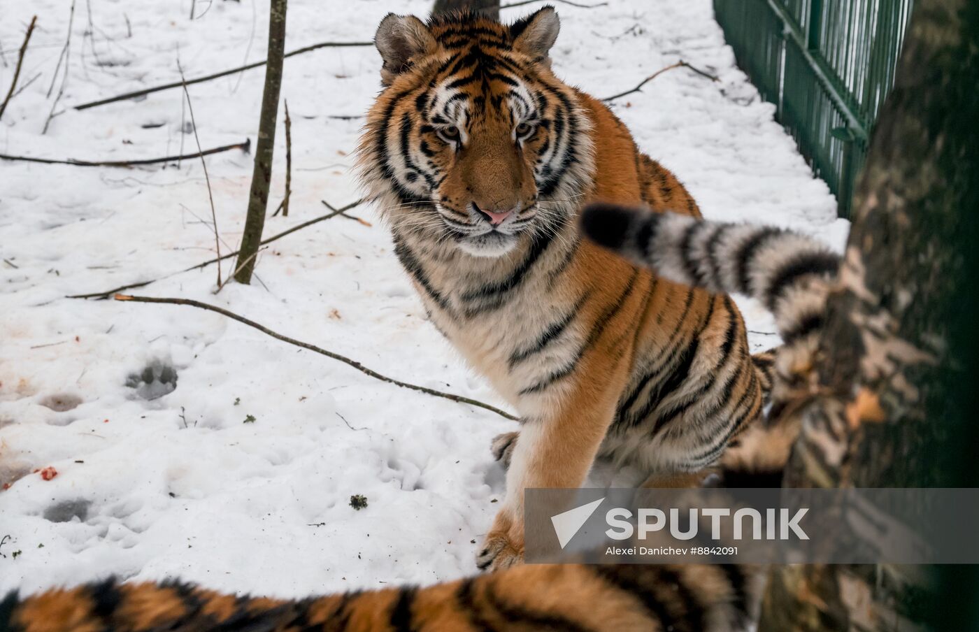 Russia Wild Animal Shelter