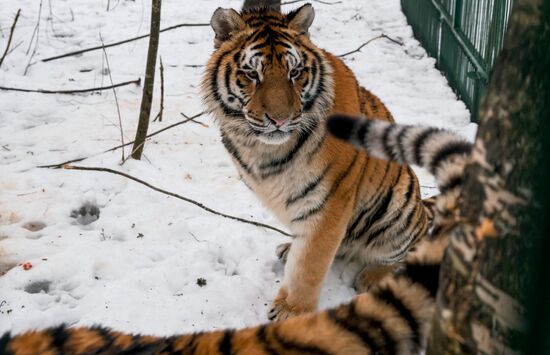 Russia Wild Animal Shelter