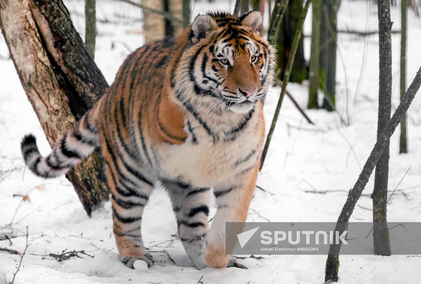 Russia Wild Animal Shelter