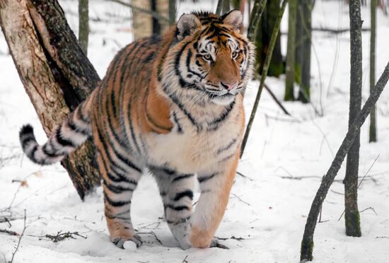 Russia Wild Animal Shelter