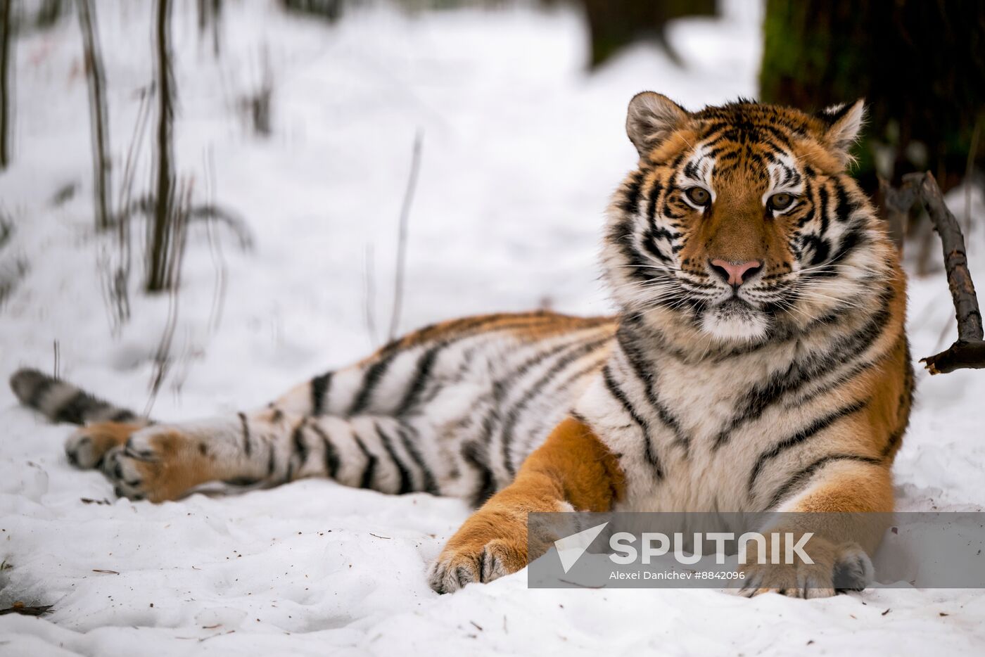 Russia Wild Animal Shelter