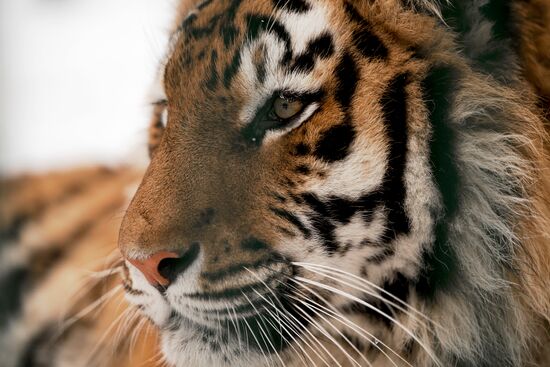 Russia Wild Animal Shelter