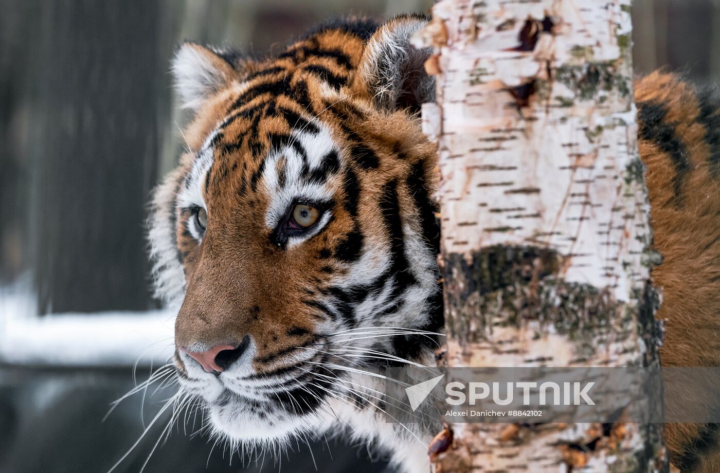 Russia Wild Animal Shelter