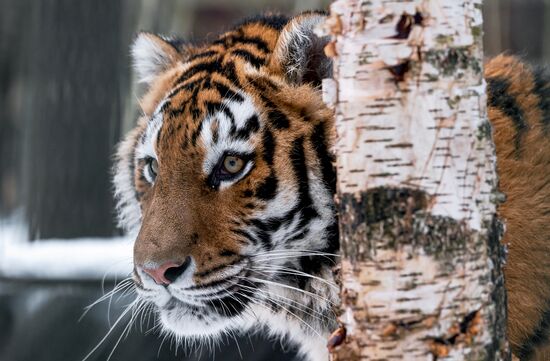 Russia Wild Animal Shelter