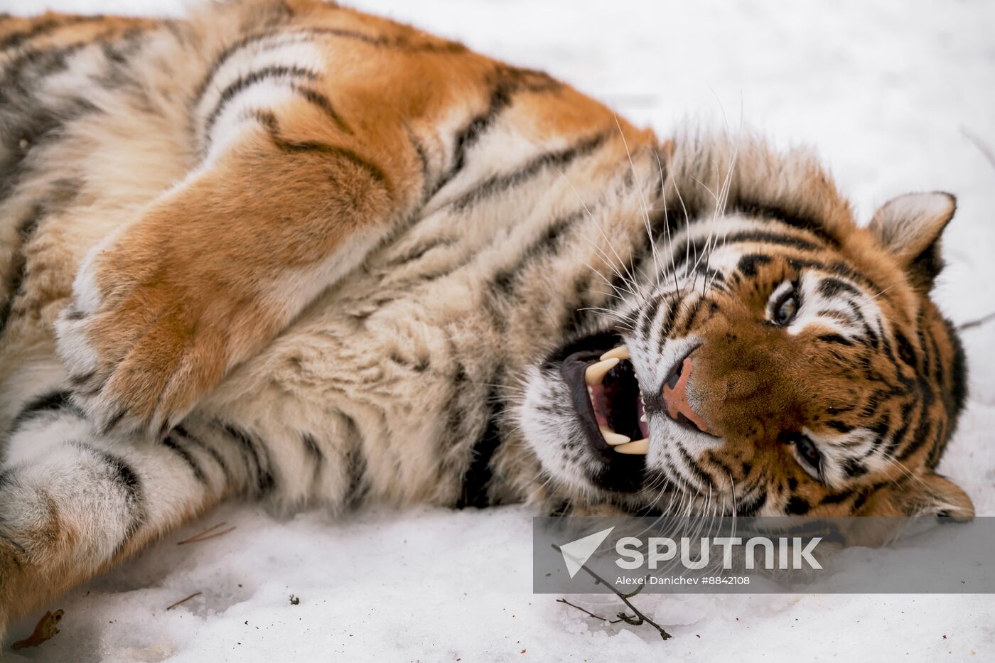 Russia Wild Animal Shelter