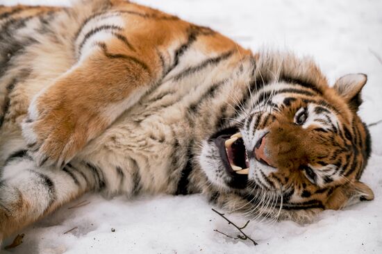 Russia Wild Animal Shelter