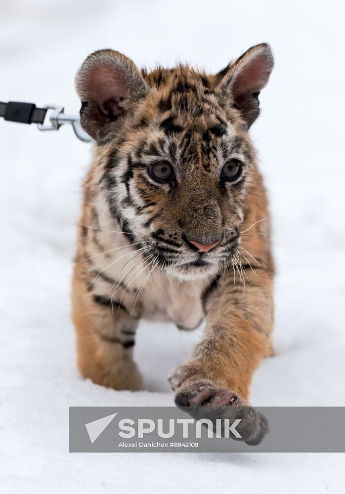 Russia Wild Animal Shelter