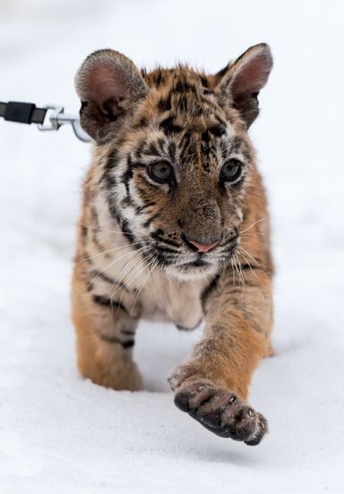 Russia Wild Animal Shelter