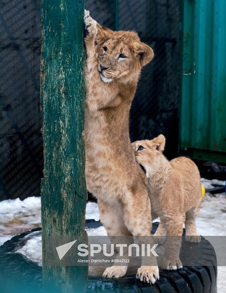 Russia Wild Animal Shelter