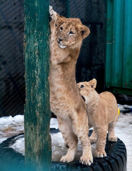 Russia Wild Animal Shelter