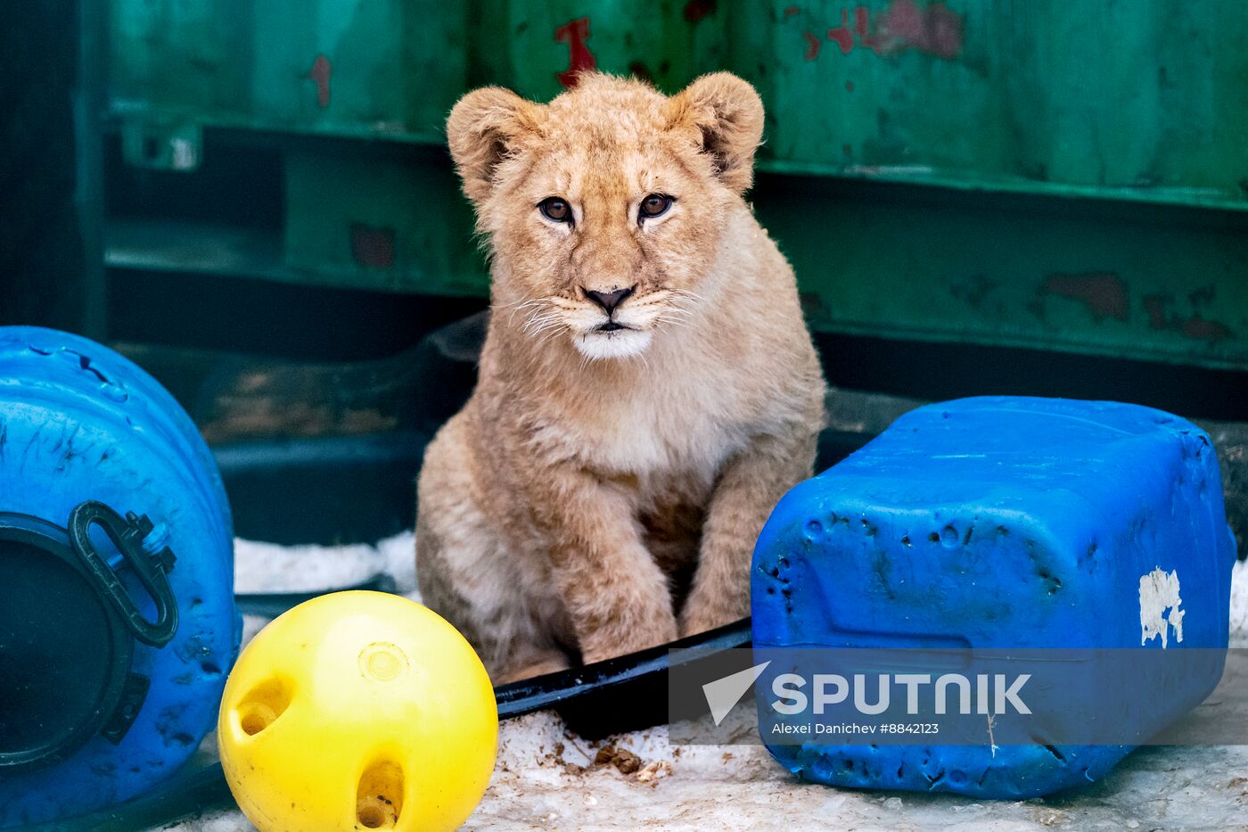 Russia Wild Animal Shelter