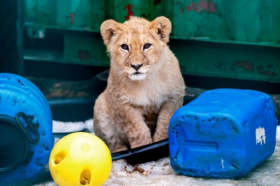 Russia Wild Animal Shelter