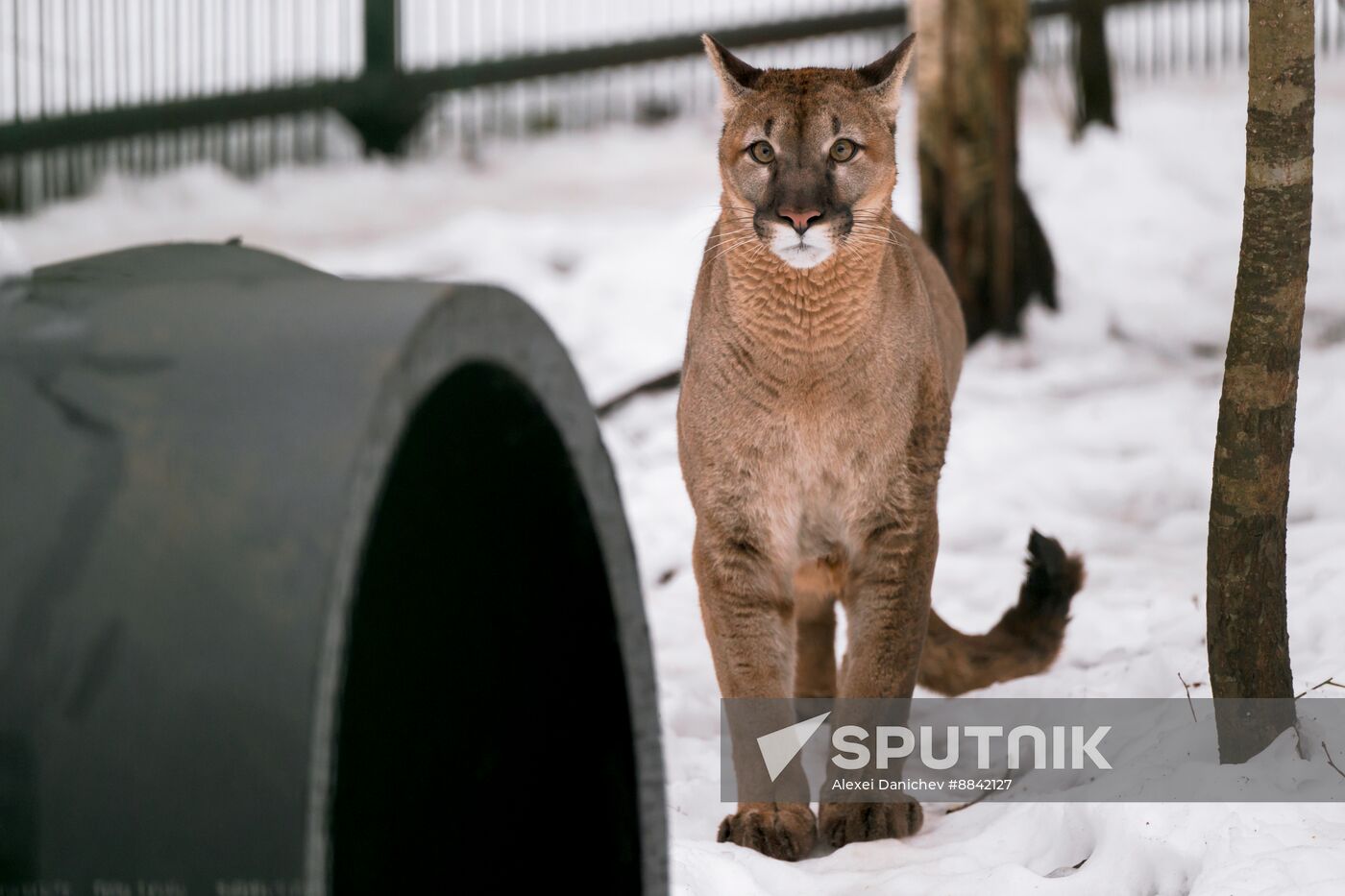 Russia Wild Animal Shelter