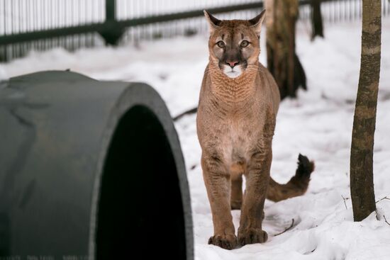 Russia Wild Animal Shelter