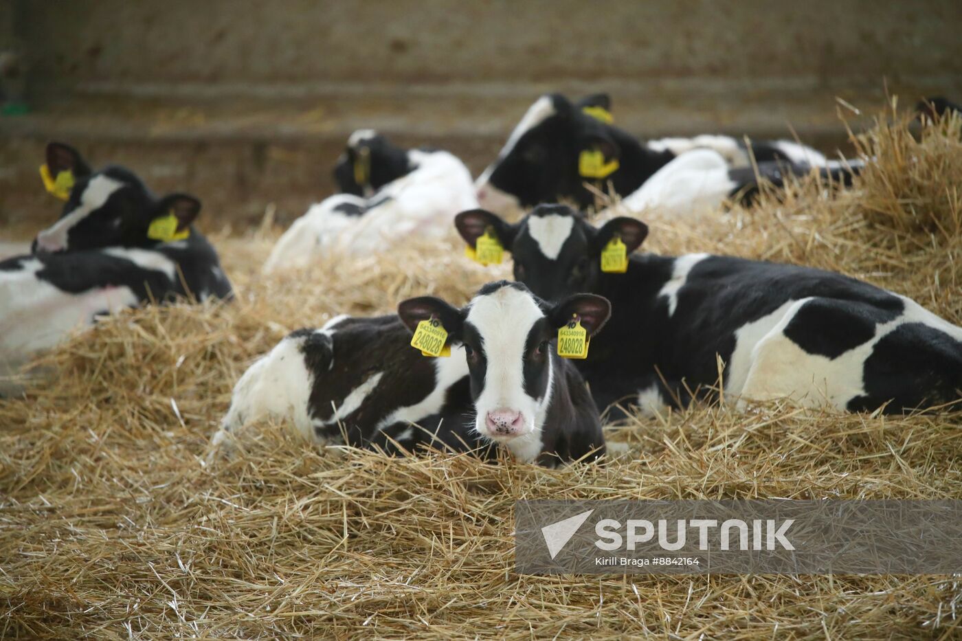 Russia Dairy Industry
