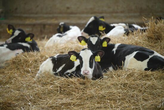 Russia Dairy Industry