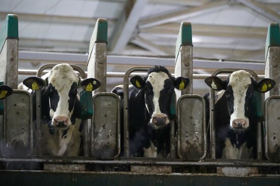 Russia Dairy Industry