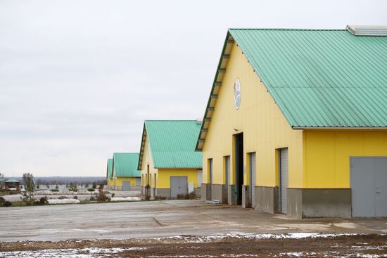 Russia Dairy Industry