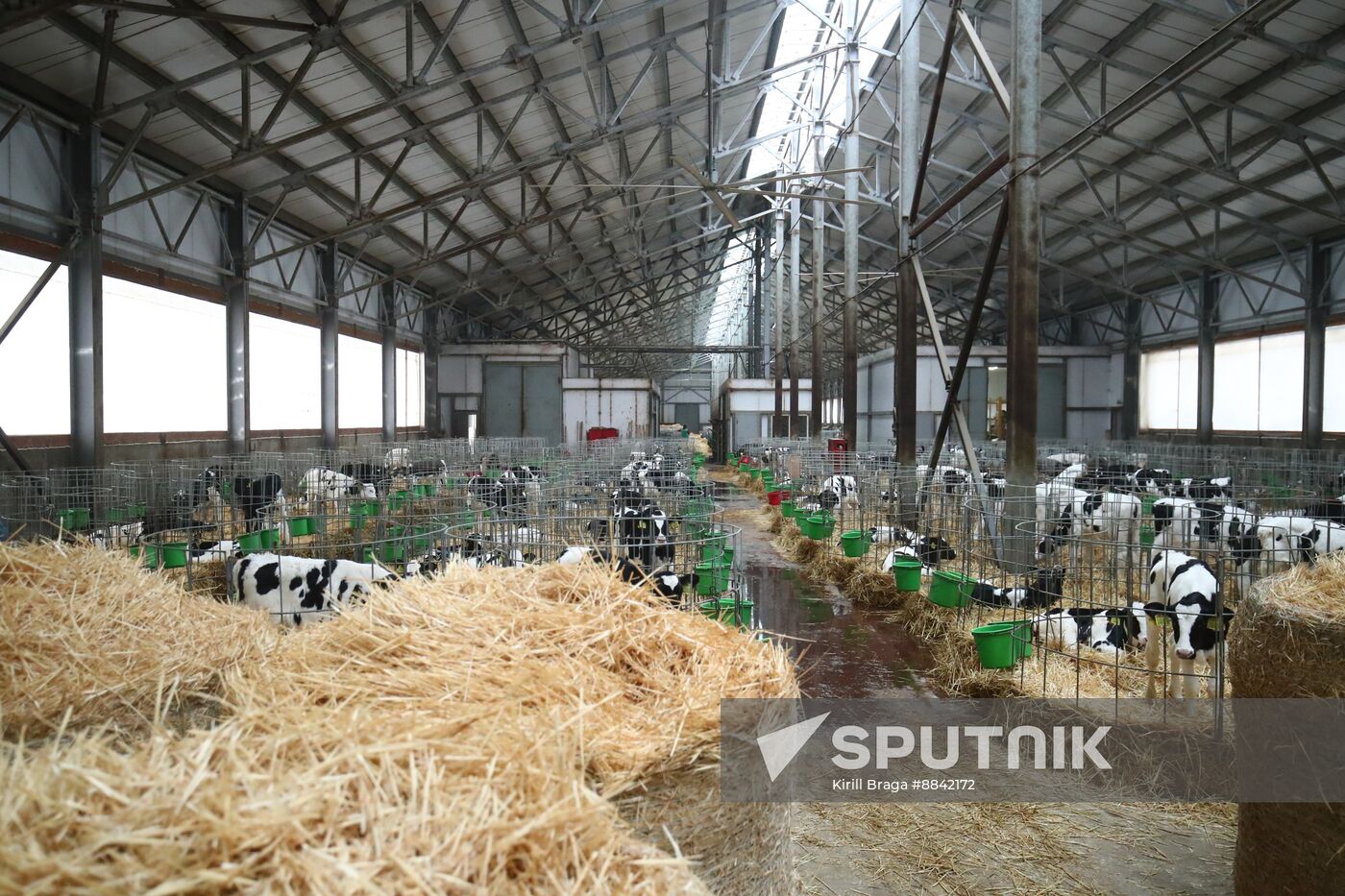 Russia Dairy Industry