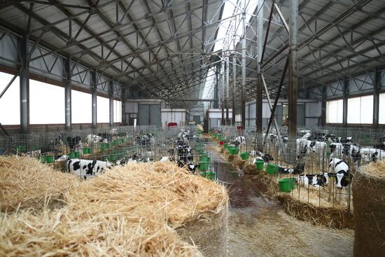 Russia Dairy Industry