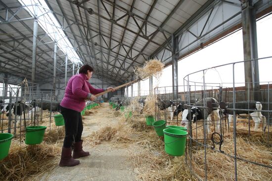 Russia Dairy Industry