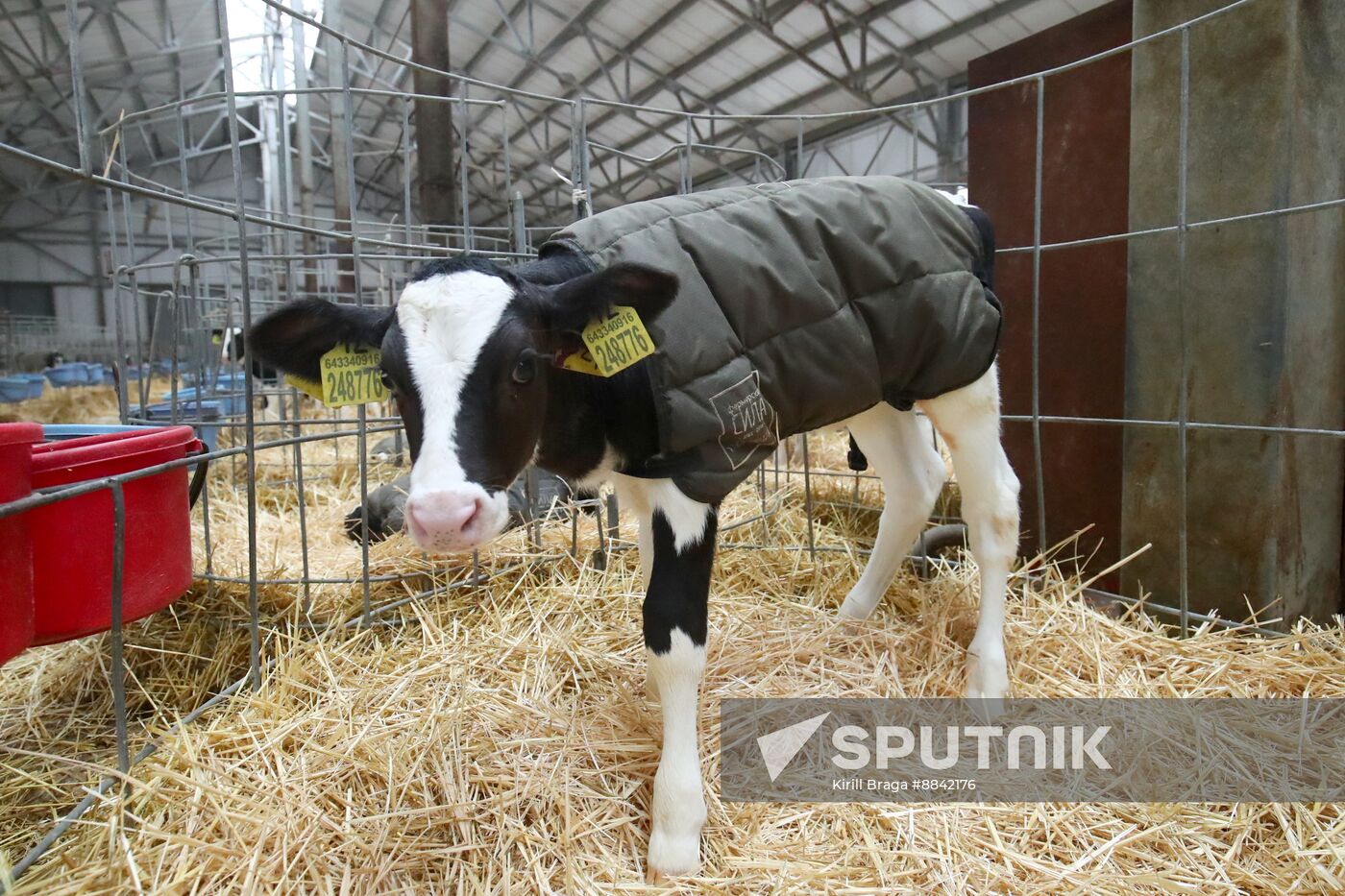 Russia Dairy Industry