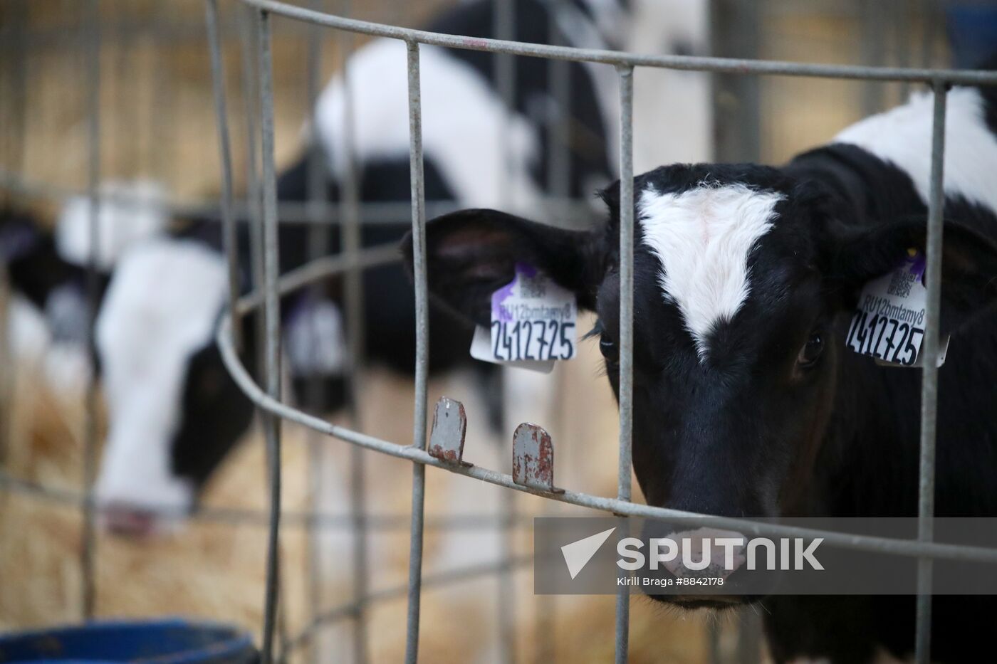 Russia Dairy Industry