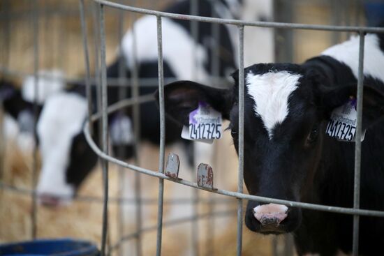 Russia Dairy Industry