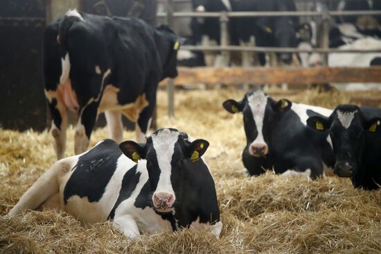 Russia Dairy Industry