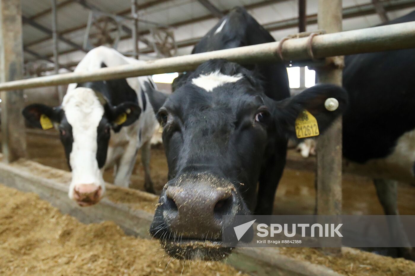 Russia Dairy Industry