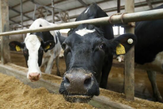 Russia Dairy Industry