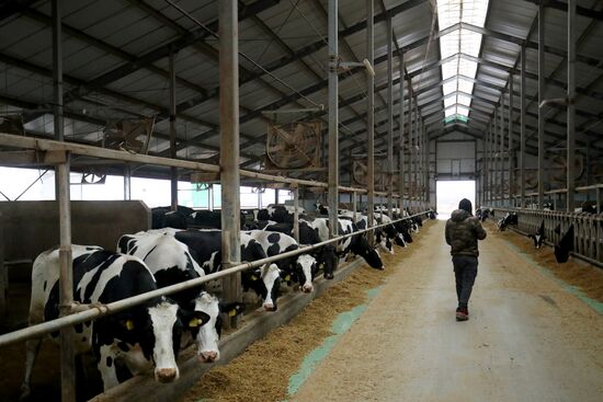 Russia Dairy Industry