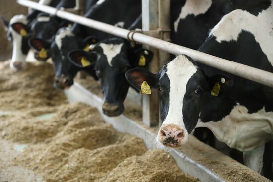 Russia Dairy Industry