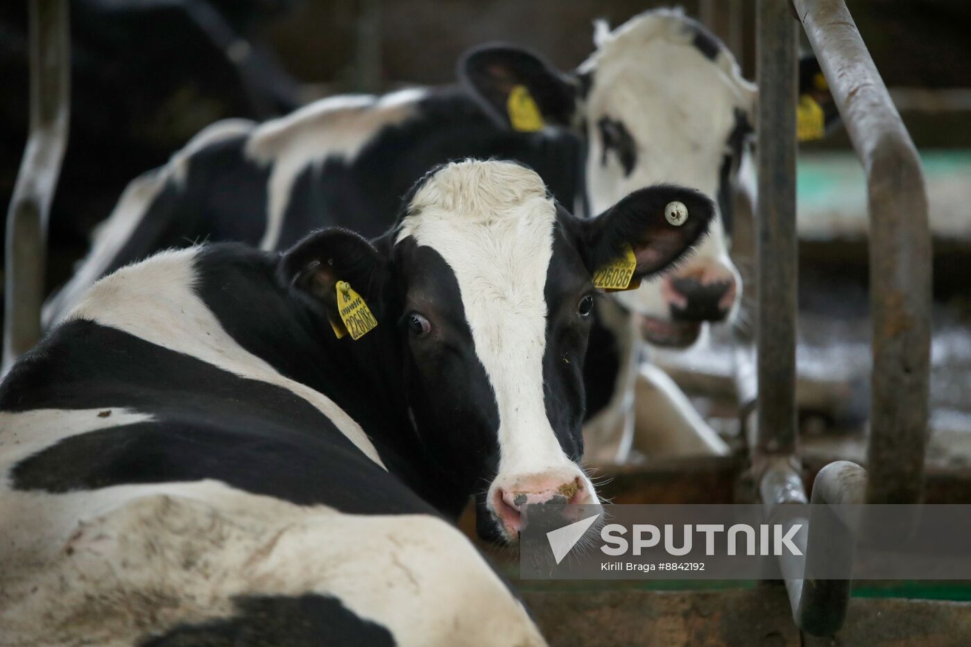 Russia Dairy Industry