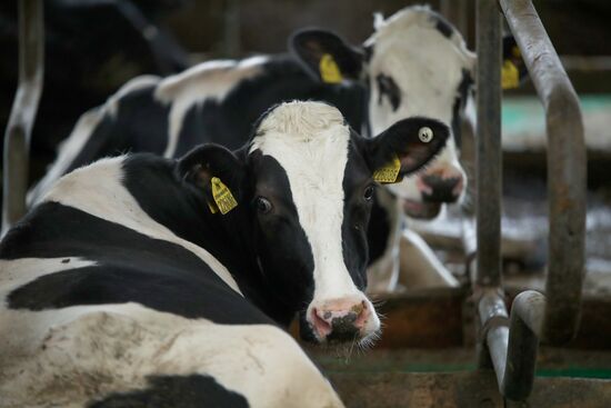 Russia Dairy Industry