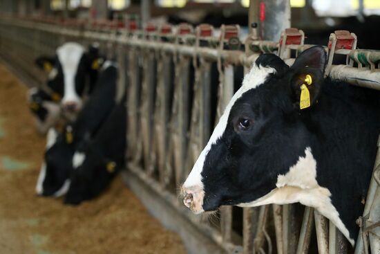 Russia Dairy Industry