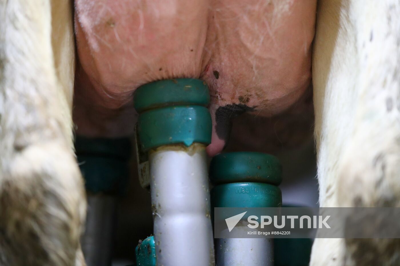 Russia Dairy Industry