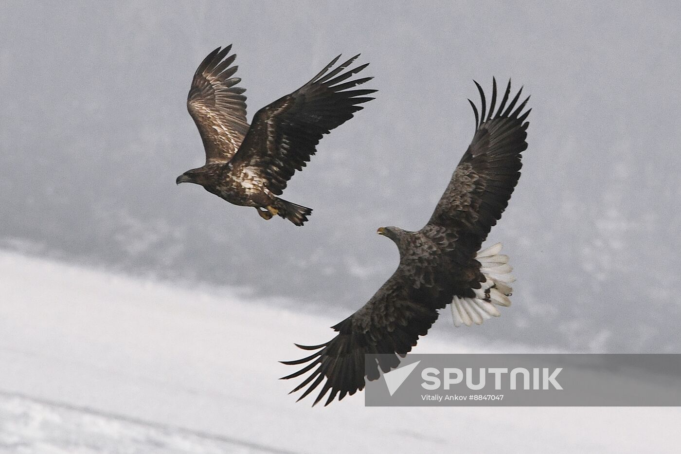 Russia Wildlife