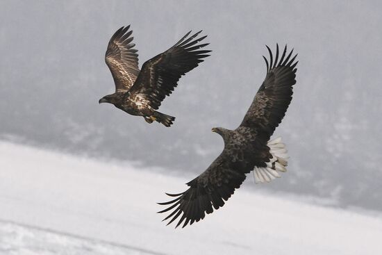 Russia Wildlife