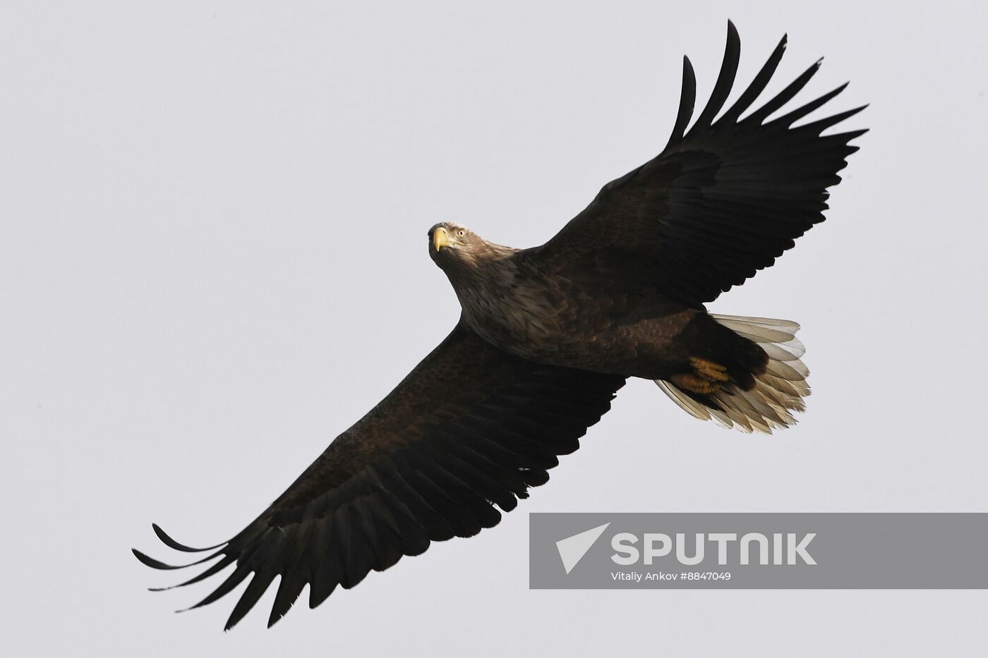 Russia Wildlife