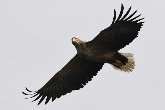 Russia Wildlife