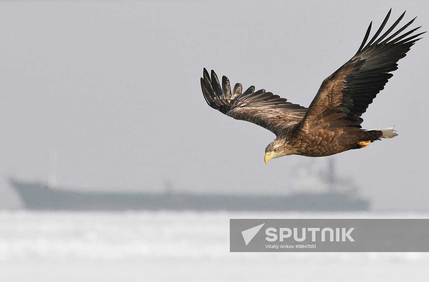Russia Wildlife
