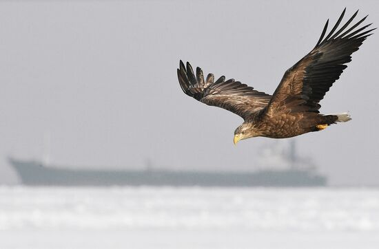 Russia Wildlife