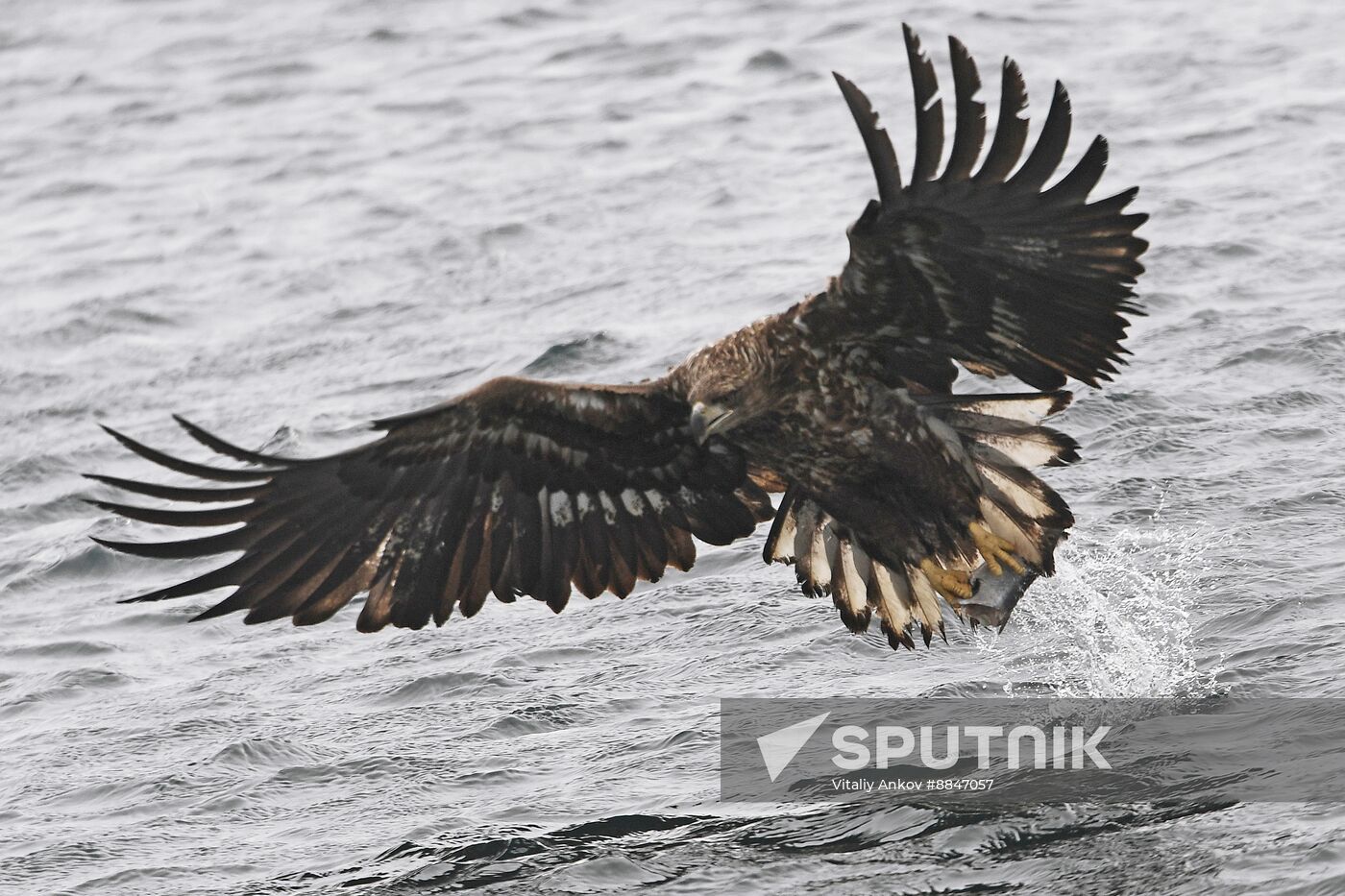 Russia Wildlife