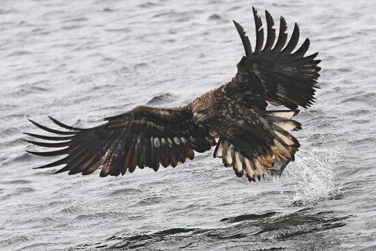 Russia Wildlife
