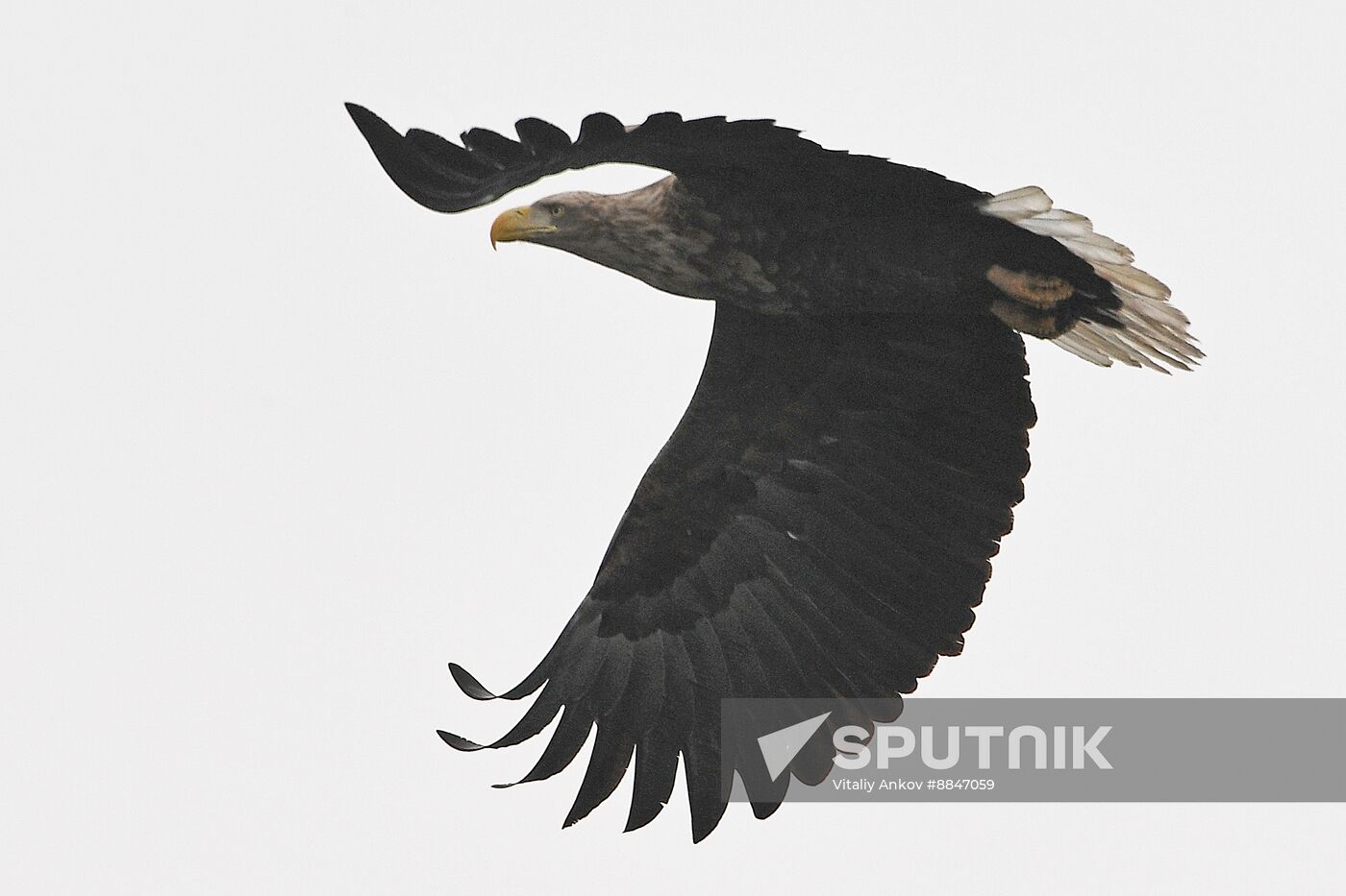 Russia Wildlife